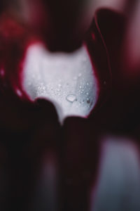 Petal, detail Petal, detail
